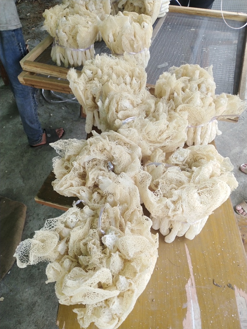 500克长裙竹荪净重440克，市场流通一斤装爆款。
