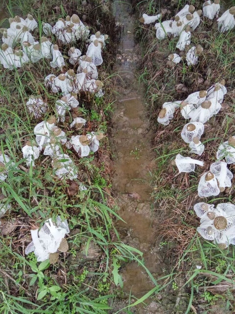 500克长裙竹荪净重440克，市场流通一斤装爆款。