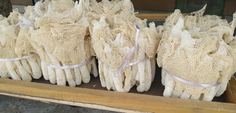 毛重500克净350克彩袋长裙竹荪/网菇/大量供应，