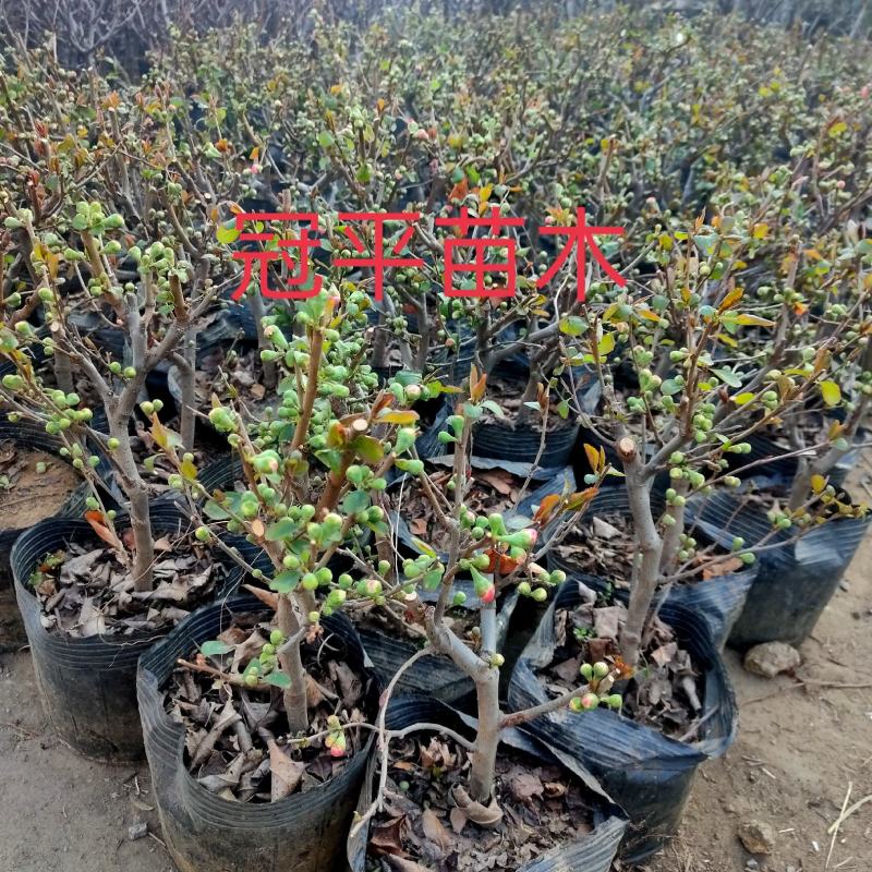 海棠花长寿花海棠盆栽山东海棠盆景海棠盆景花苞发货