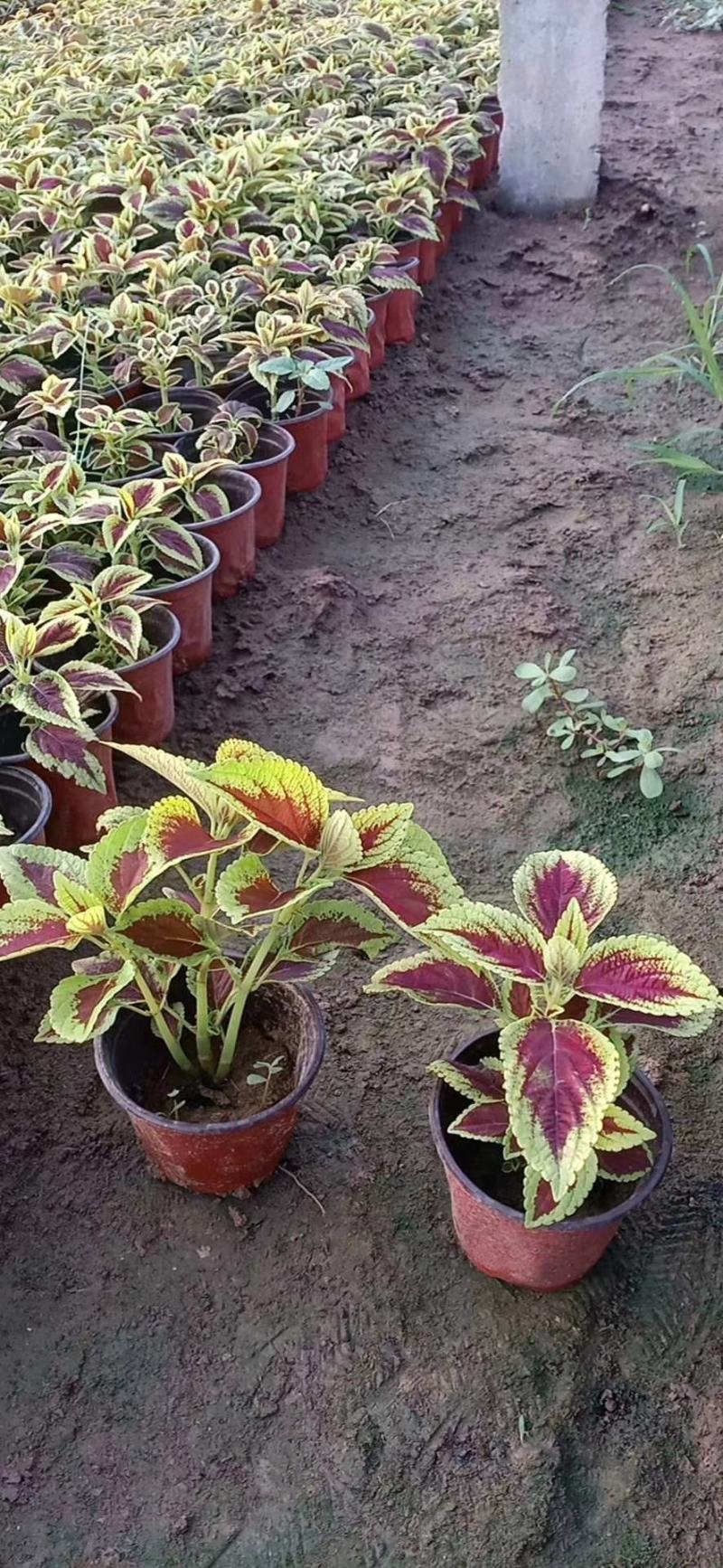 火焰彩叶草价格，彩叶草穴盘苗，彩叶草品种全大量供应