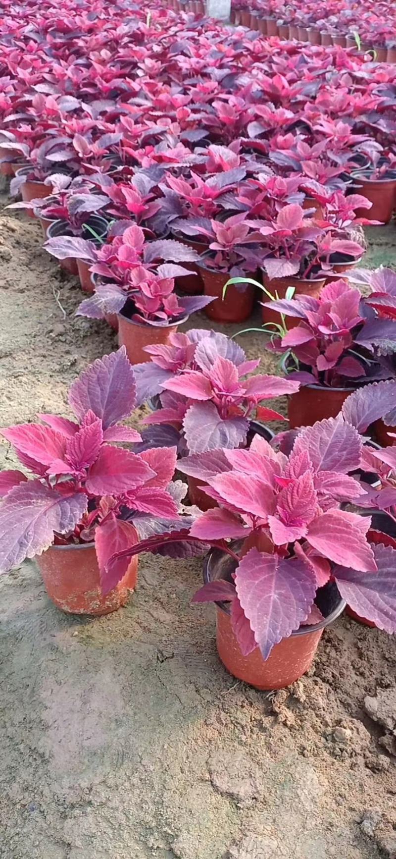 火焰彩叶草价格，彩叶草穴盘苗，彩叶草品种全大量供应