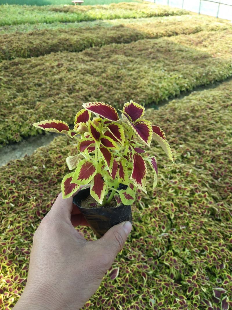 火焰彩叶草价格，彩叶草穴盘苗，彩叶草品种全大量供应