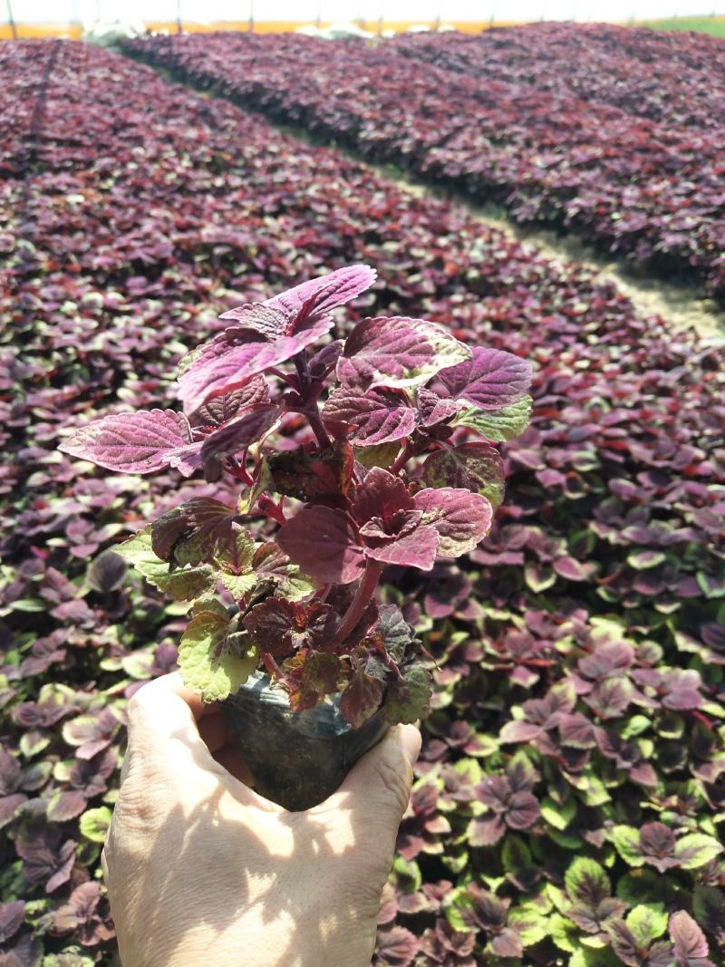 火焰彩叶草价格，彩叶草穴盘苗，彩叶草品种全大量供应