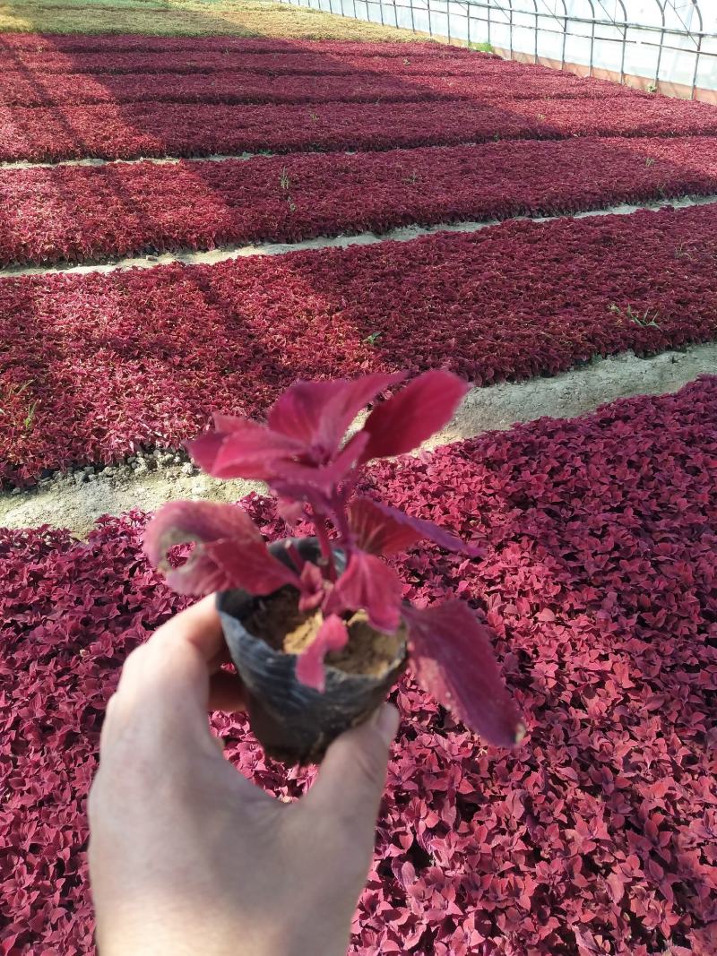 火焰彩叶草价格，彩叶草穴盘苗，彩叶草品种全大量供应