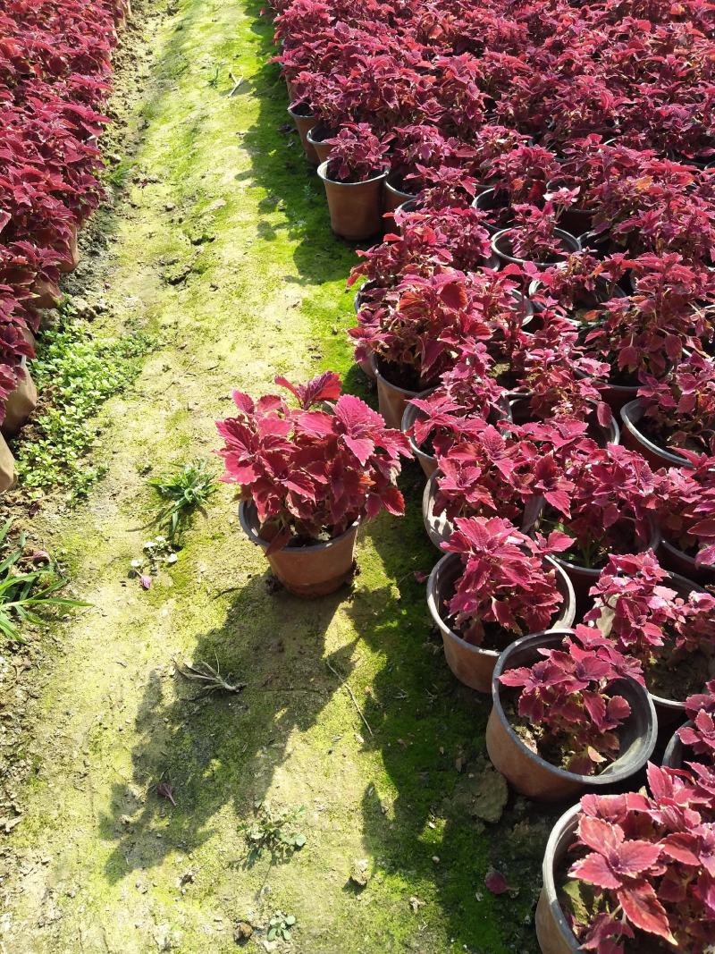 火焰彩叶草价格，彩叶草穴盘苗，彩叶草品种全大量供应