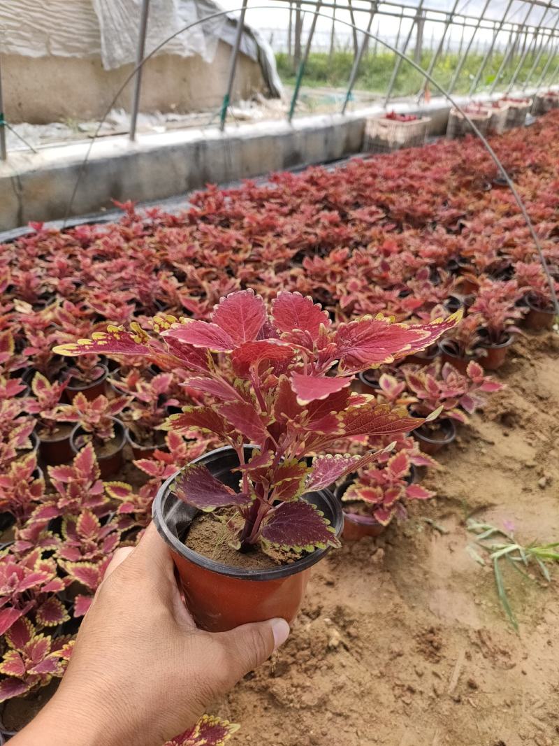 火焰彩叶草价格，彩叶草穴盘苗，彩叶草品种全大量供应