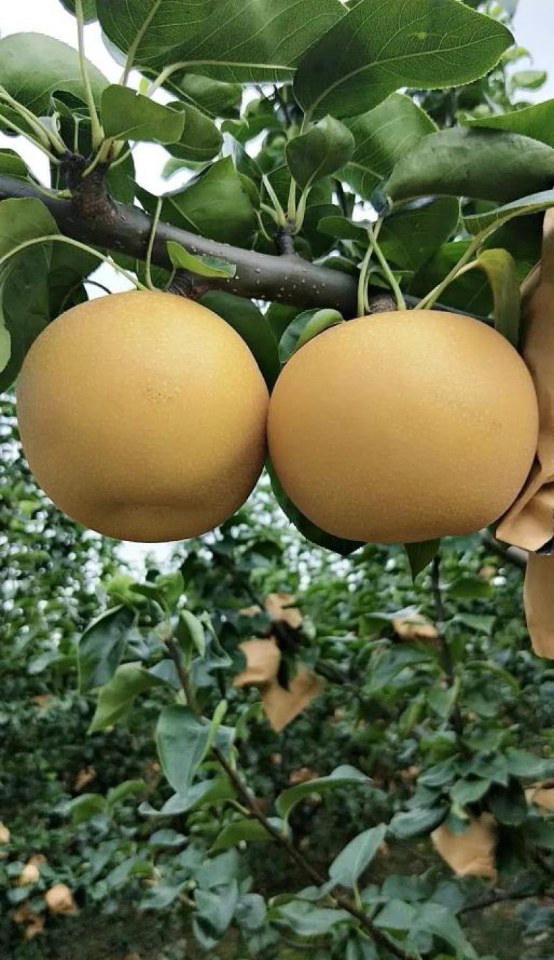 秋月梨树苗脆甜多汁秋月梨树苗现挖现发成活率高基地直销