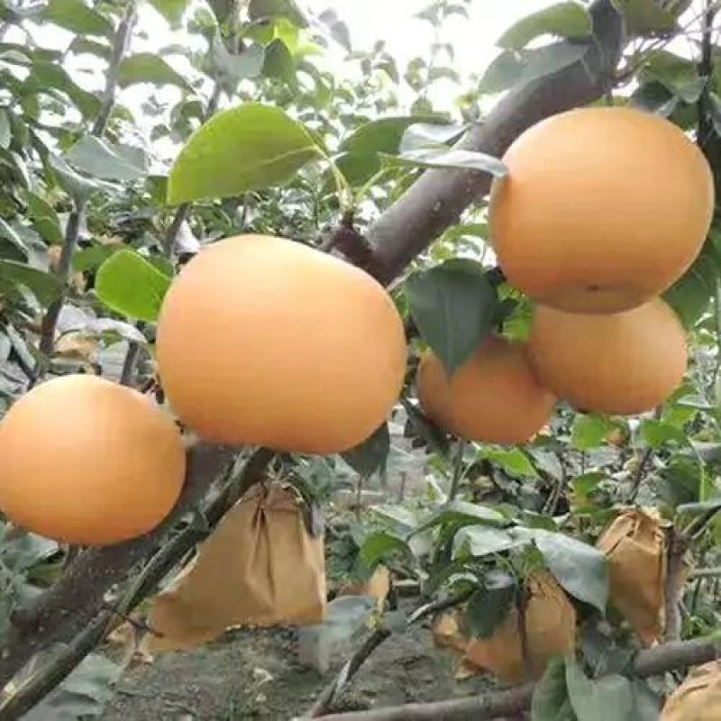 秋月梨树苗脆甜多汁秋月梨树苗现挖现发成活率高基地直销