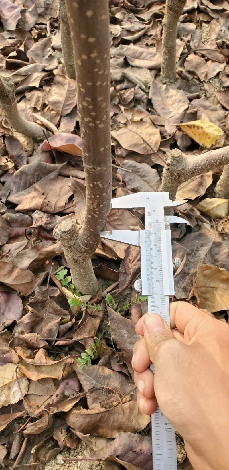 秋月梨树苗脆甜多汁秋月梨树苗现挖现发成活率高基地直销