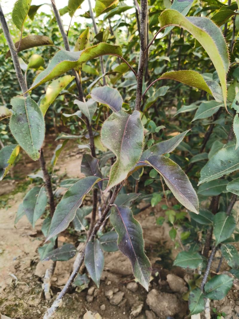 秋月梨树苗脆甜多汁秋月梨树苗现挖现发成活率高基地直销