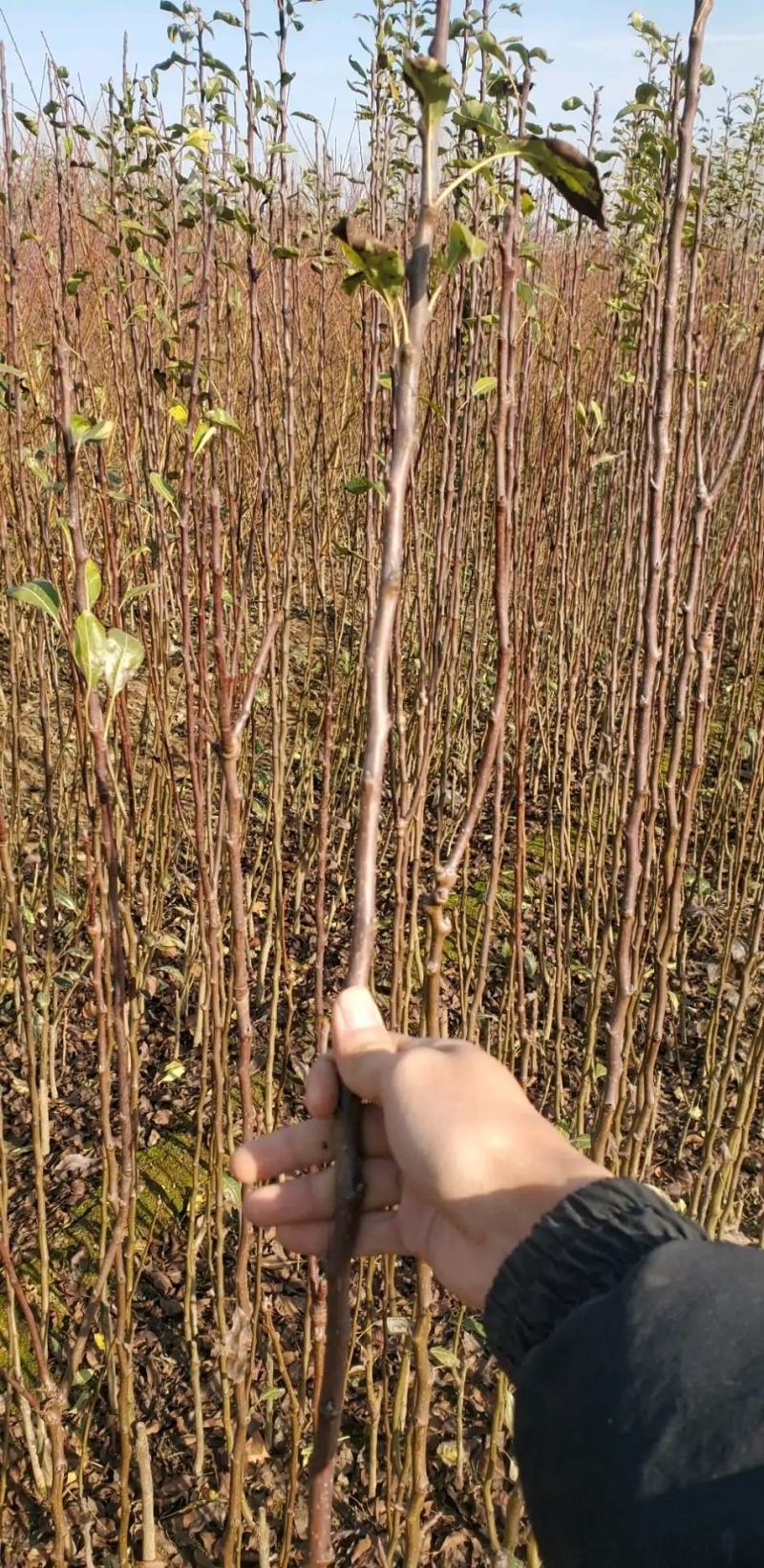 秋月梨树苗脆甜多汁秋月梨树苗现挖现发成活率高基地直销