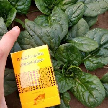 精品本地菠菜大量有货，价格优惠量大从优，欢迎各位老板砸单