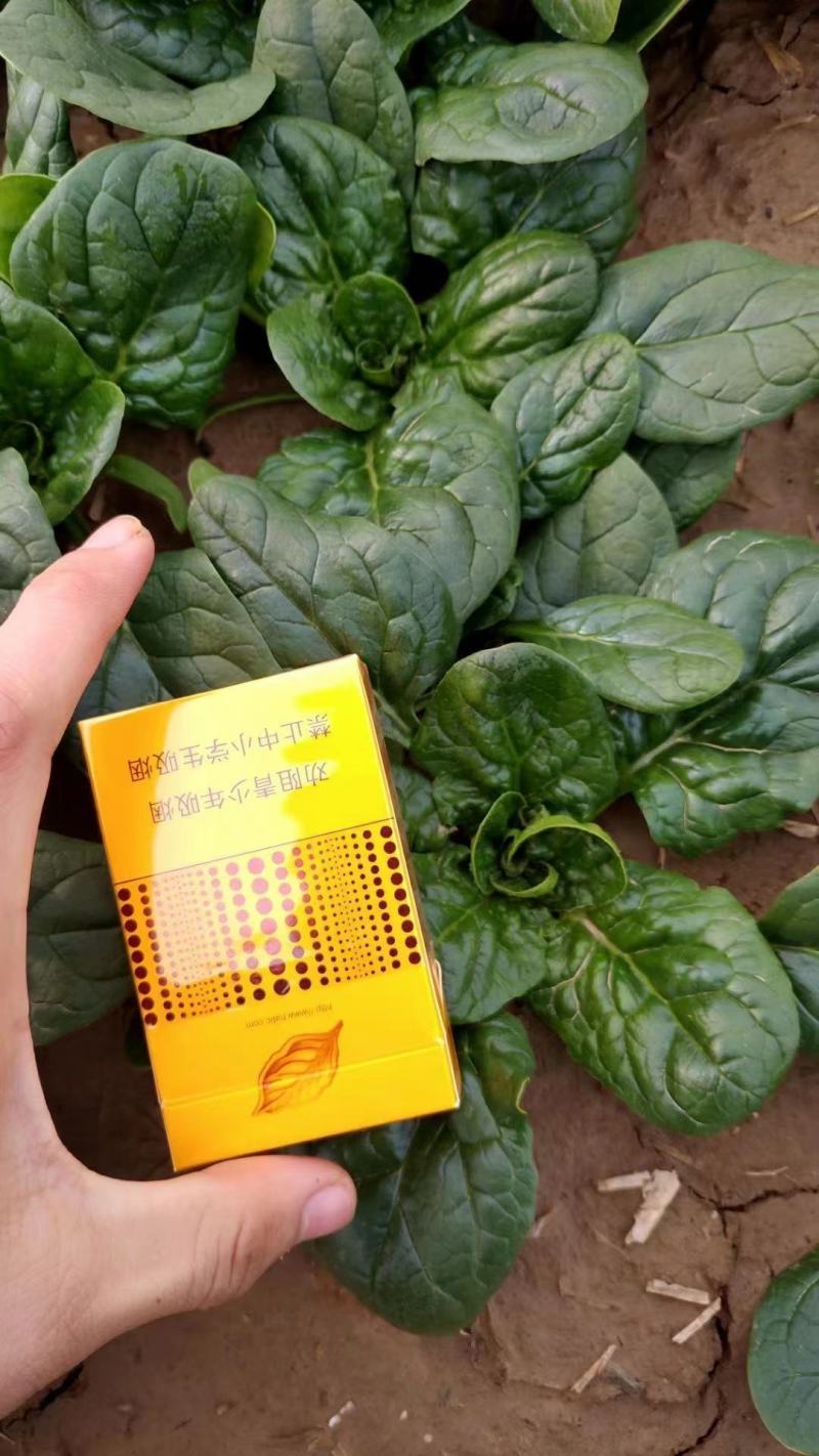 精品本地菠菜大量有货，价格优惠量大从优，欢迎各位老板砸单