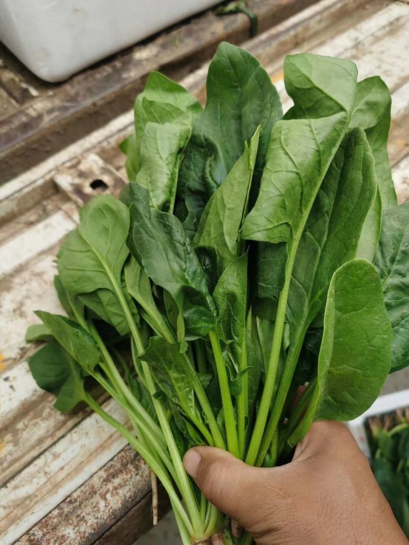 精品本地菠菜大量有货，价格优惠量大从优，欢迎各位老板砸单