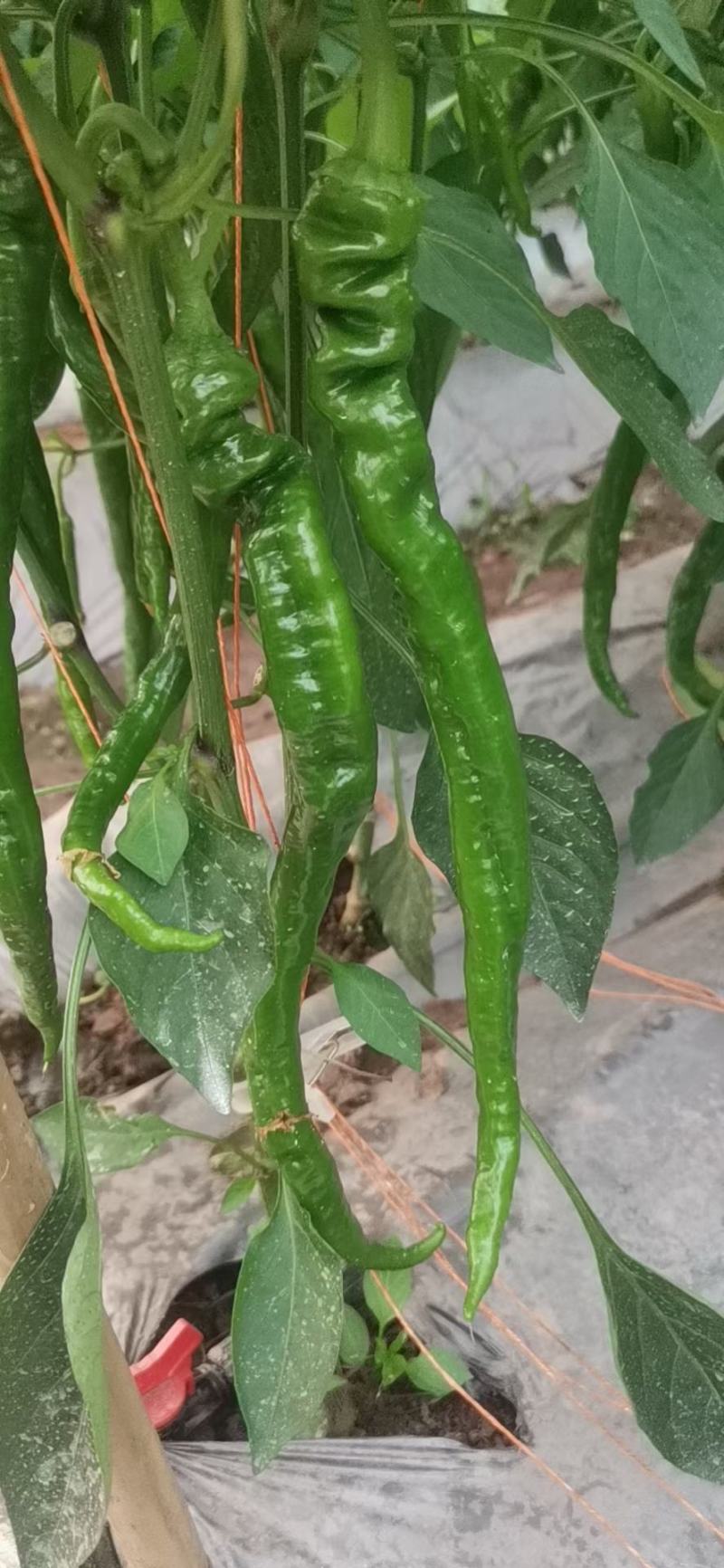 靖远陇椒降价了，需要联系