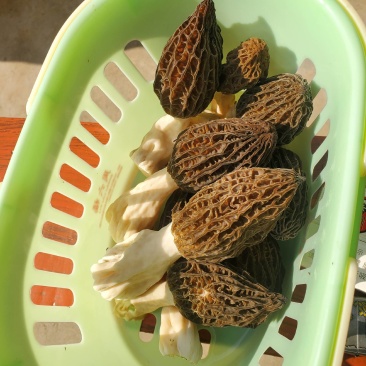 羊肚菌鲜品干品食用菌