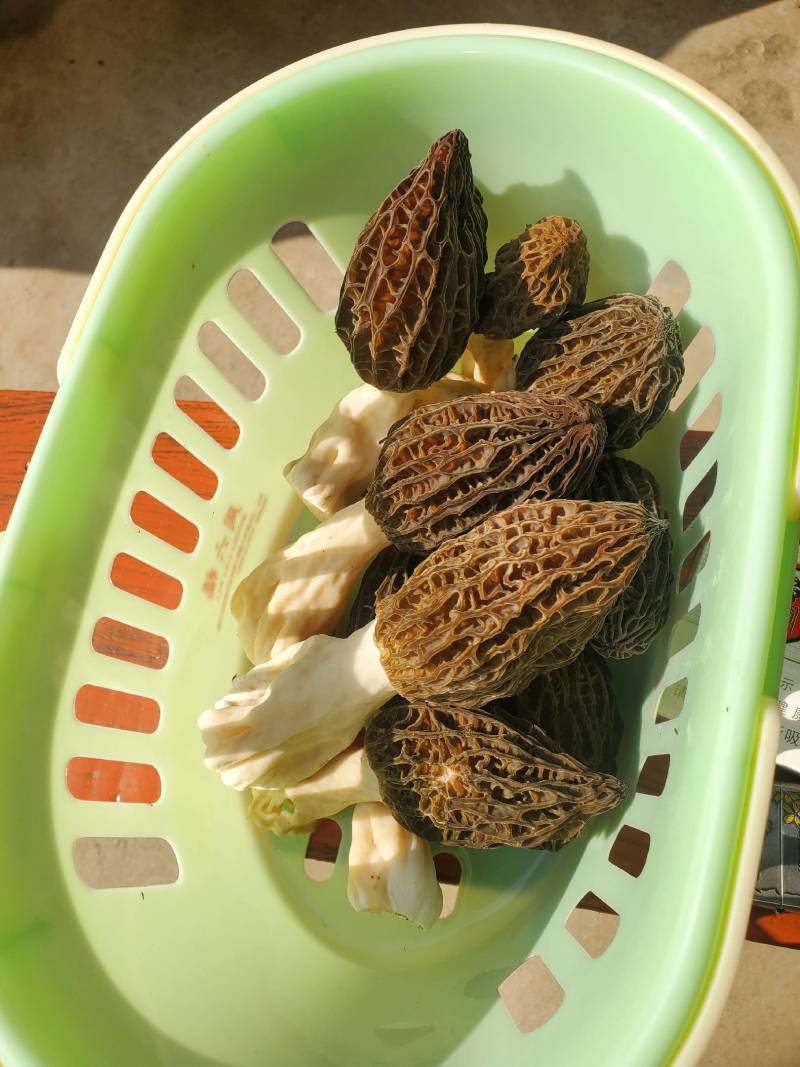 羊肚菌鲜品干品食用菌