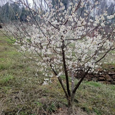 出售青梅树，桃梅树，乌梅树