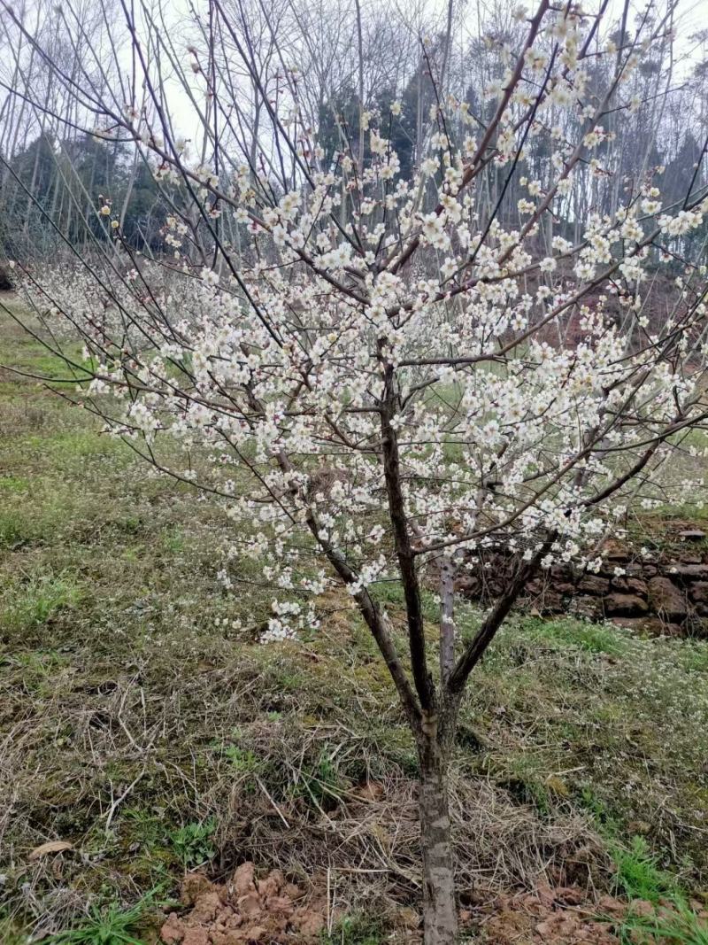 出售青梅树，桃梅树，乌梅树