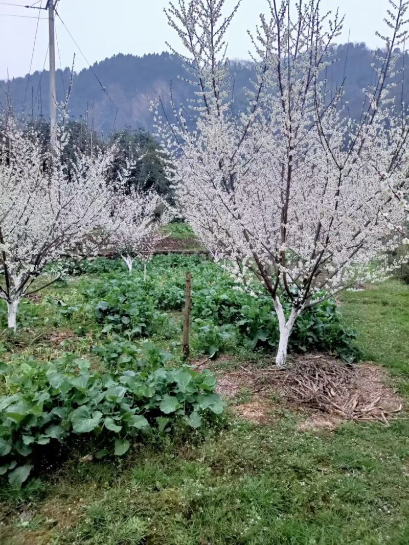 出售青梅树，桃梅树，乌梅树