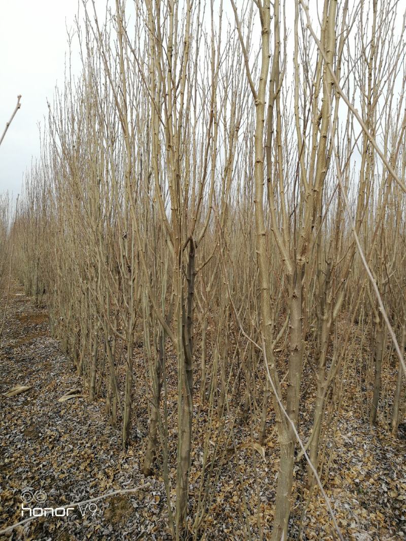 木槿苗食用大花白木槿苗药用重瓣白木槿苗木棉苗