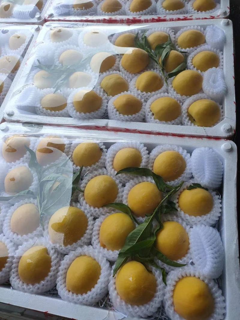 黄金蜜产地。河北省唐山市乐亭县庞各庄乡王庄子村