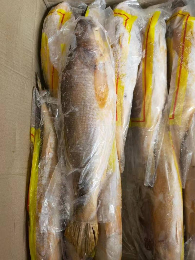 黄鱼各种规格现货供应福州现货价格优惠