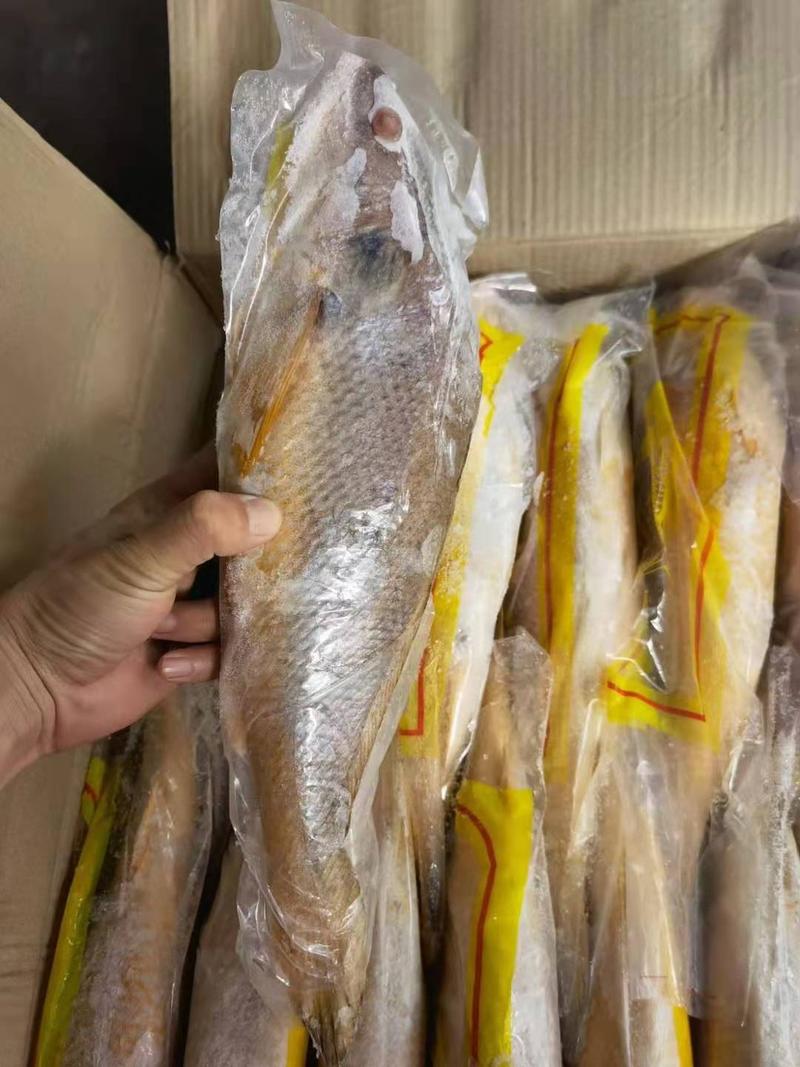 黄鱼各种规格现货供应福州现货价格优惠