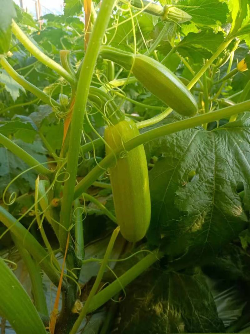 西胡芦富硒西葫芦一手货源诚实守信做一个正直的人