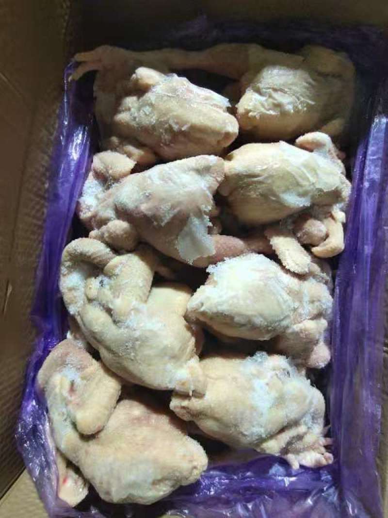 三黄鸡，老母鸡，肉食鸡，白条鸡，厂家分割，
