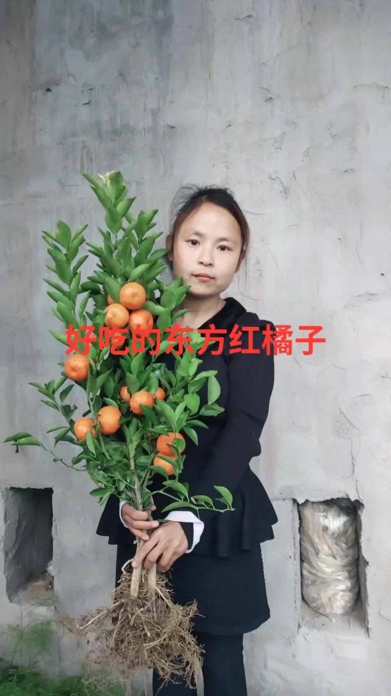 优质嫁接柑桔苗可签合同量大从优基地直供参考