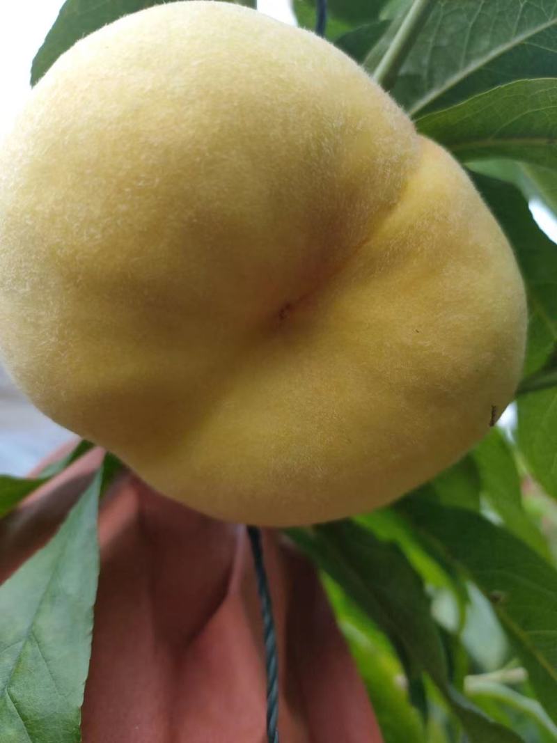 黄毛盘河北省乐亭县有万亩棚桃大量上市欢迎新朋友前来合作。