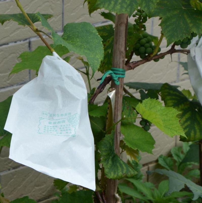 包邮）葡萄用纸袋白色全木浆葡萄套袋葡萄防晒袋果园果袋防水