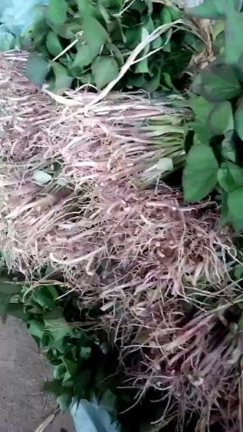 出售地瓜苗多各品种选择保证质量