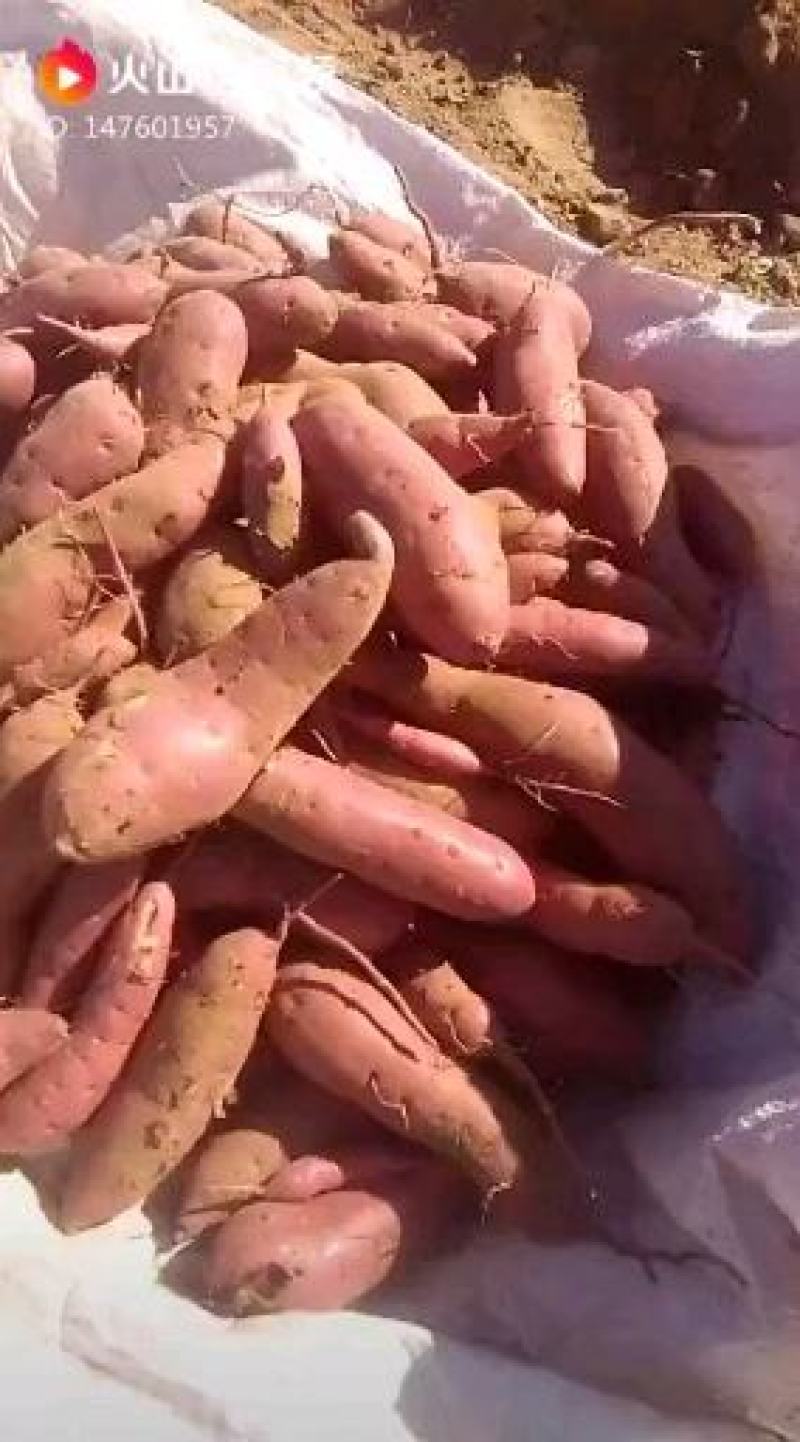 出售地瓜苗多各品种选择保证质量