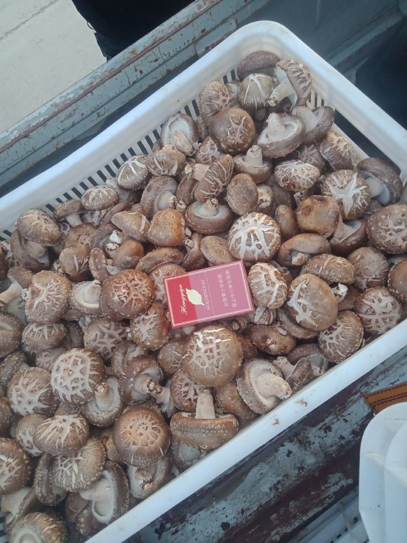 自产自销，主要以808和9608