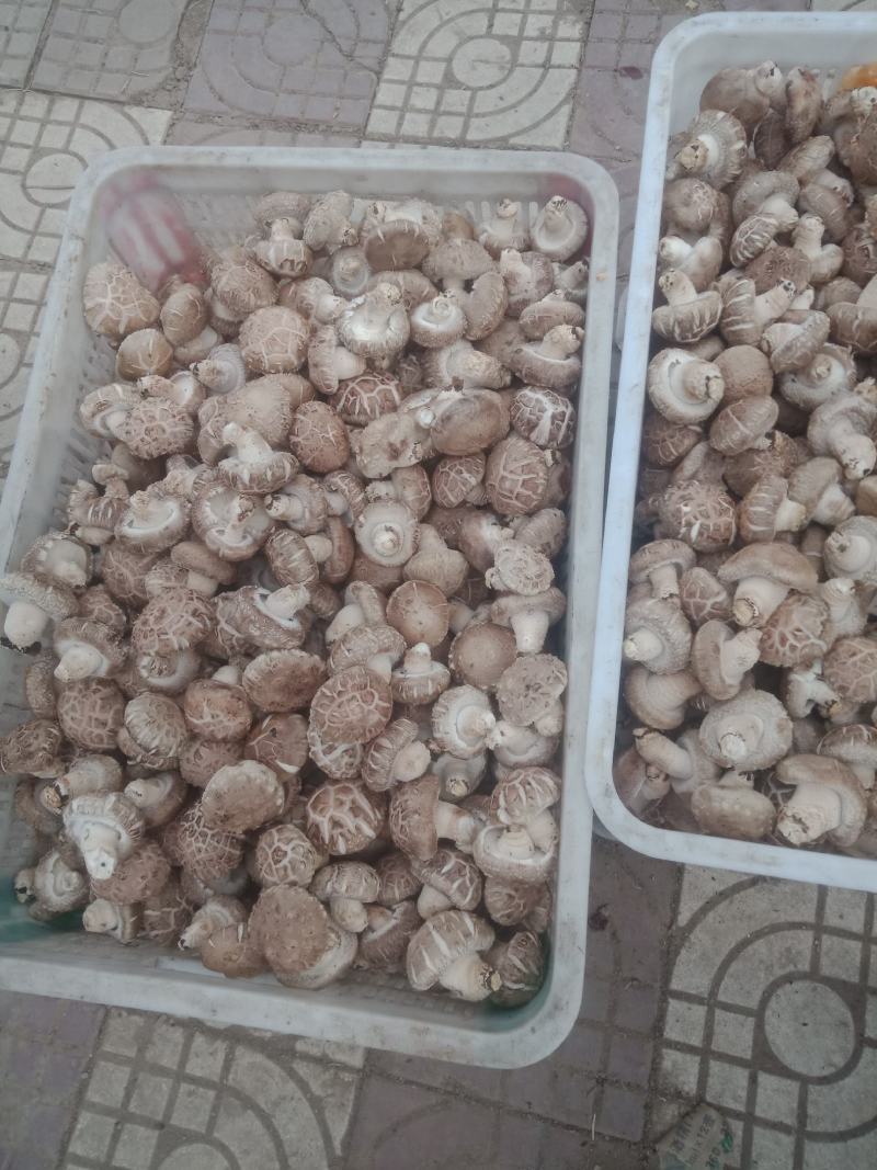 自产自销，主要以808和9608