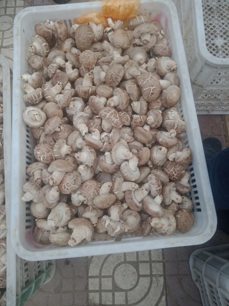 自产自销，主要以808和9608