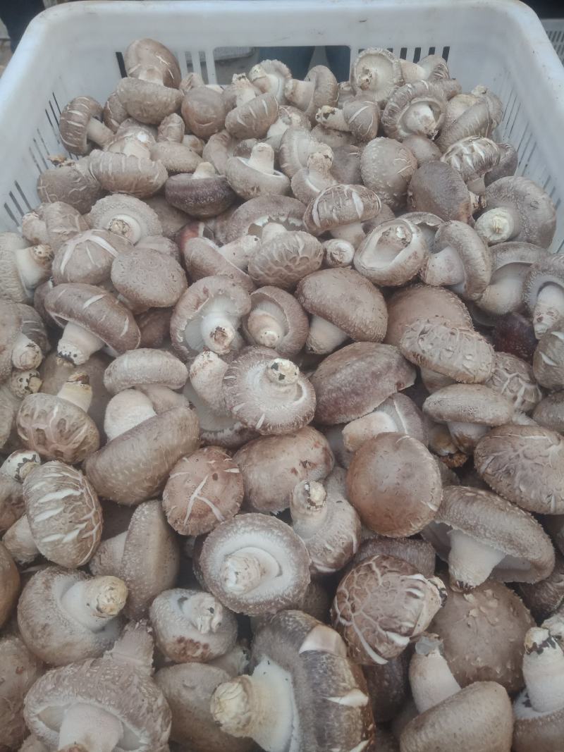自产自销，主要以808和9608