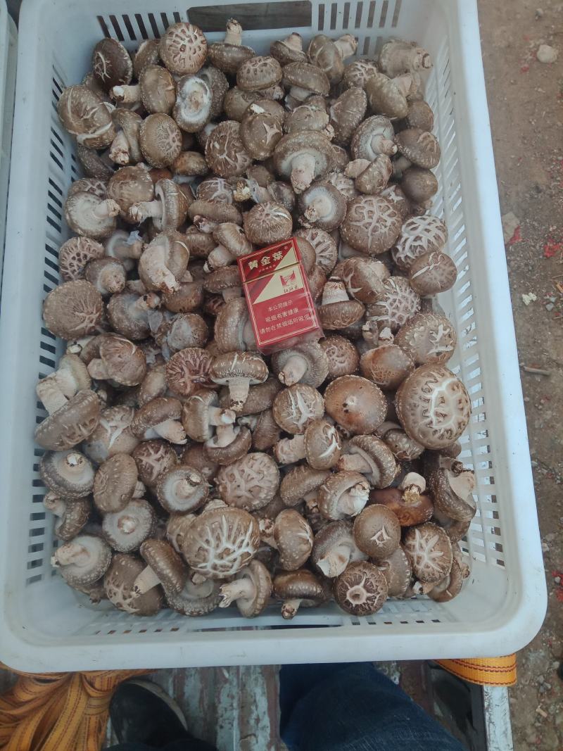 自产自销，主要以808和9608