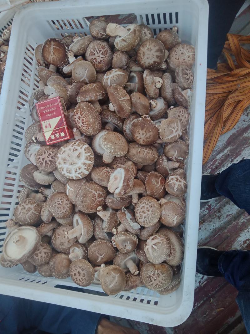 自产自销，主要以808和9608