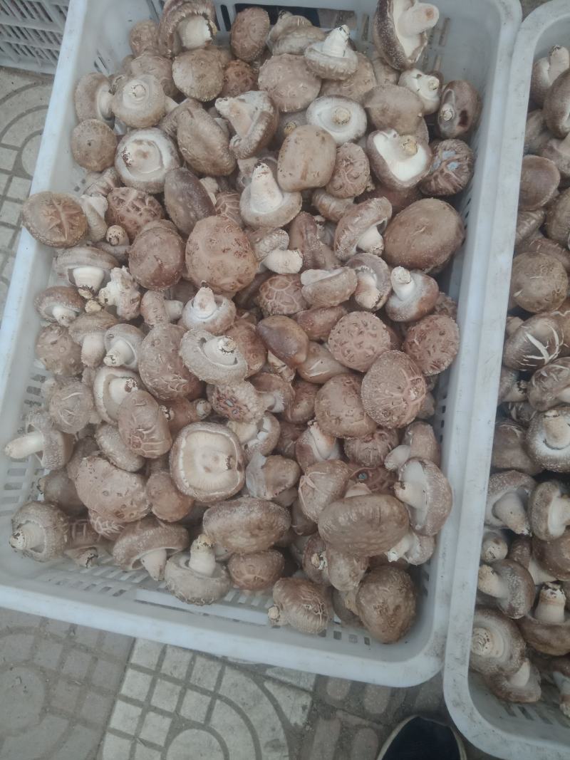 自产自销，主要以808和9608