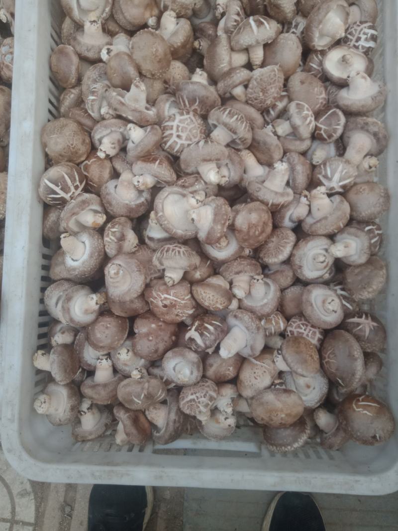 自产自销，主要以808和9608