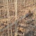 山东惠民大量出售107杨树苗
