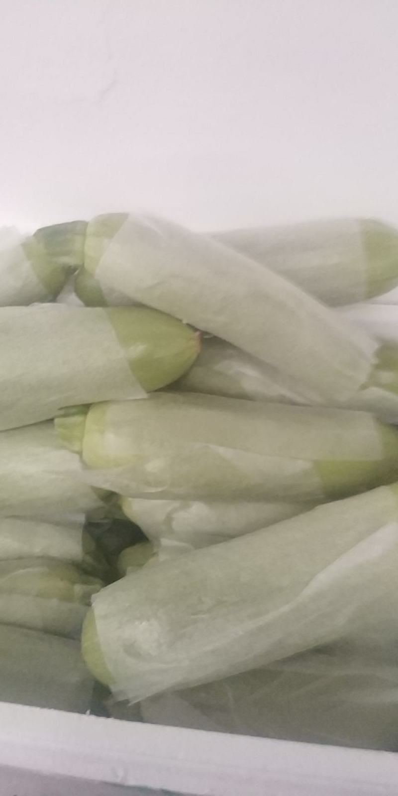 西葫芦，冷暖棚西葫芦，绿皮西葫芦，碧绿西葫芦，老西葫芦
