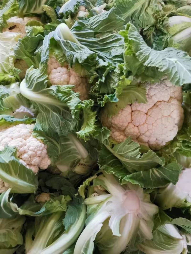 汉中白花菜花，乳白色包的瓷实物美价廉，产地直供日产10万吨