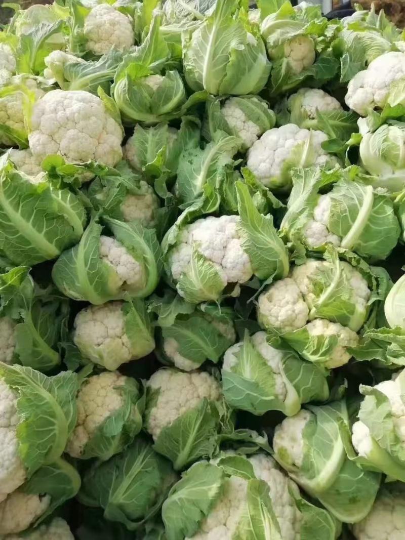汉中白花菜花，乳白色包的瓷实物美价廉，产地直供日产10万吨