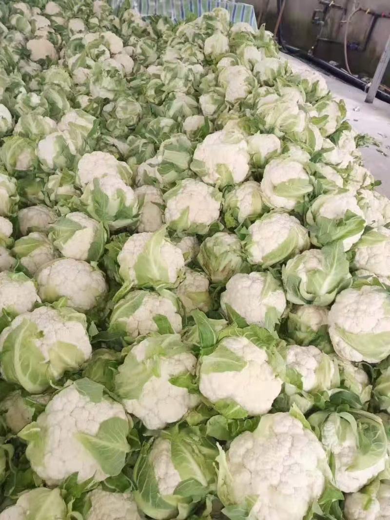 汉中白花菜花，乳白色包的瓷实物美价廉，产地直供日产10万吨