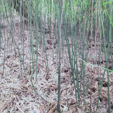 三月竹，石竹（八月竹〉苗